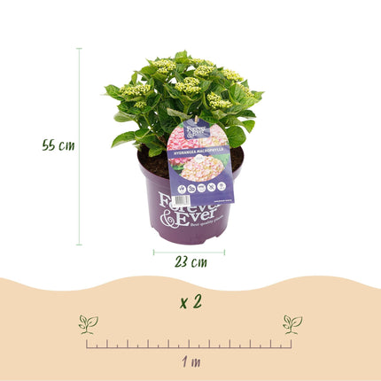 Hortensie Forever & Ever – Rosa – 2 Pflanzen – Hydrangea macrophylla – 23cm – Ca. 55cm hoch – 7-12 Blüten – Langanhaltende Blüte