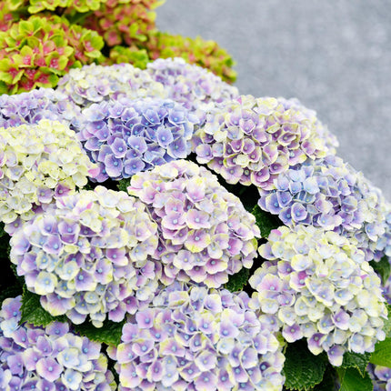 Hortensie Magical Jewel Blue – Hydrangea macrophylla – Blau – Balkonpflanze – 23cm Ca. 55cm hoch – 6-10 Blüten – Für Balkon, Terrasse & Beet
