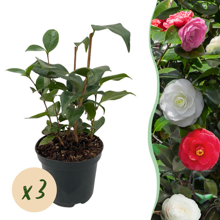 Kamelie Camellia japonica Tricolour – Strauch – Winterhart – Blüte Rosa, Weiß & Rot – 3 Pflanzen – Immergrün – 15 cm Höhe 30 cm