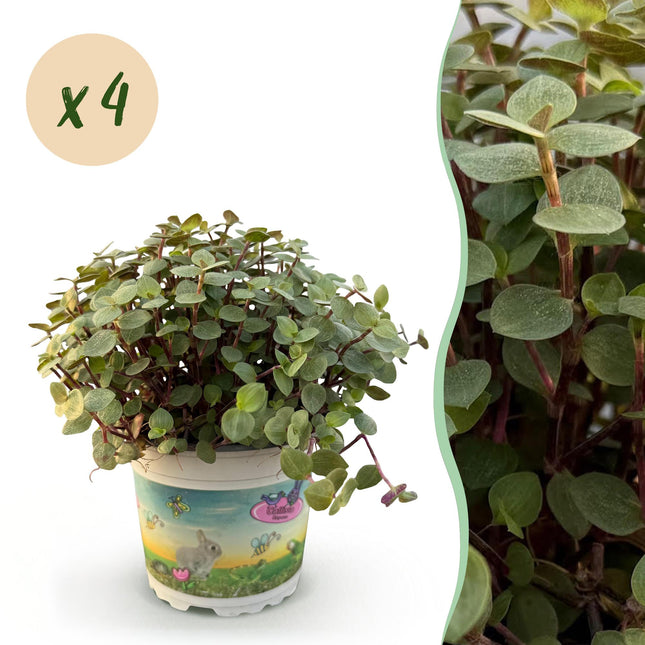 Kriechendes Schönpolster Callisia repens Ø12cm Höhe 17-20cm – Zimmerpflanze – Haustierfreundlich & pflegeleicht – Ideal als Hänge – & Dekopflanze