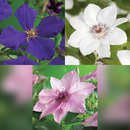 Kletterpflanze Clematis Tricolour – Mehrfarbige Blüten Rosa Weiß Lila – Wenig Pflege – 3 Pflanzen – 11cm Höhe 40cm – Für Garten, Balkon & Pergolen