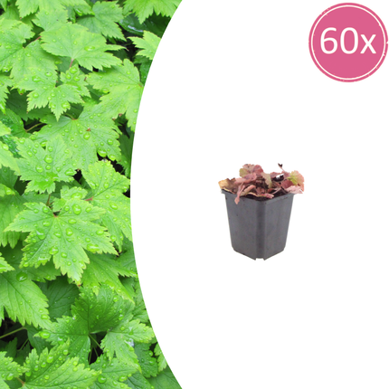 Tiarella cordifolia – 60 Pflanzen – Ø9cm – Höhe 10-25cm – Winterharte Schattenstaude – Weiße Blüten – Bodendecker für Gehölzrand, Beet & Waldgarten