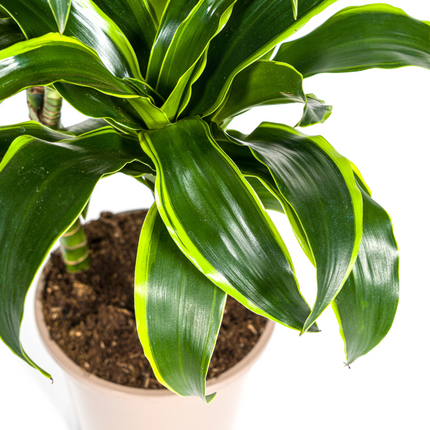 Dracaena Deremensis Dorado inkl. Naturkorb – Höhe 100-120cm – Ø21cm – Pflegeleichte Zimmerpflanze mit glänzenden Blättern
