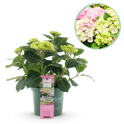 Hortensie Magical Jewel Pink – Hydrangea macrophylla – Rosa – Balkonpflanze – Im 23cm Topf – Ca. 55cm hoch – 6-10 Blüten – Reichblühend & Farbakzent