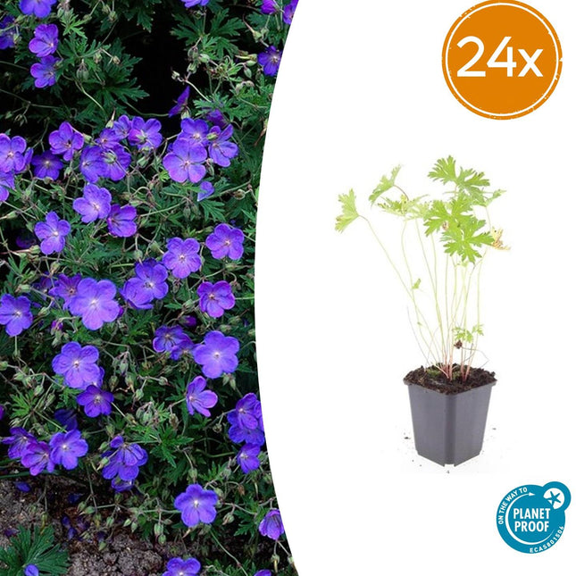 Geranium 'Johnson's Blue' – 24 Pflanzen – ↕10-25cm – Ø9cm – Leuchtend blaue Sommerblüten – Winterhart & pflegeleicht