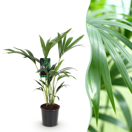 Howea Forsteriana – Kentia – Palme – 70-75cm – 17cm – Pflegeleichte Zimmerpalme mit eleganten Wedeln