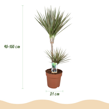 Dracaena Marginata Bicolor – 90-100cm 21cm – Pflegeleichter Drachenbaum in Grün – Braun mit zweifarbigen Blättern für modernes Interieur