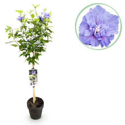Hibiscus syriacus Blue Chiffon – Pflegeleichte Stamm-Pflanze mit großen blauen Blüten – Laubabwerfend – Ø19 cm – Höhe ca. 90 cm – Ideal für Terrasse & Balkon
