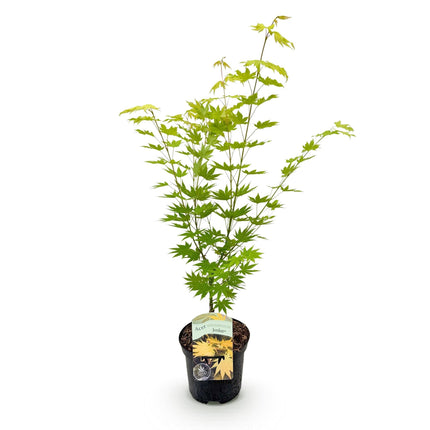 Japanischer Ahorn Acer palmatum 'Jordan' – Gelb – Grün – Balkon – & Gartenpflanze – Ø19cm – Ca. 70cm hoch