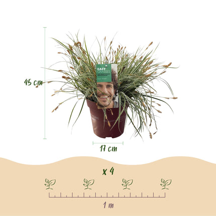 Ziergras Segge Carex oshimensis Everest – Weiß – Grün panaschiert – Immergrün & winterhart – Höhe ca. 50cm – 17cm – Pflegeleicht für Beet & Kübel