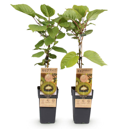 Kiwi Pflanze Actinidia deliciosa 'Jenny' – 2er – Set – Obstpflanze 15cm – ca. 50cm hoch – Selbstfruchtend – Für Garten & Balkon
