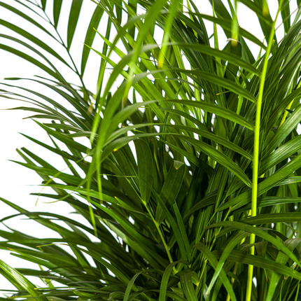Dypsis Areca Lutescens inkl. Naturkorb – Höhe 100-120cm – Ø21cm – Goldpalme mit leuchtend grünen Blättern – Luftreinigende Zimmerpflanze