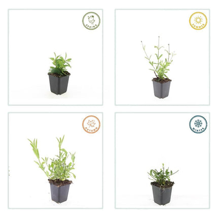 Hohes Eisenkraut Verbena bonariensis 'Lollipop' – ↕10-25cm – Ø9cm – 12 Pflanzen – Lilafarbene Blüten – Bienenfreundlich – Kompakte Staude