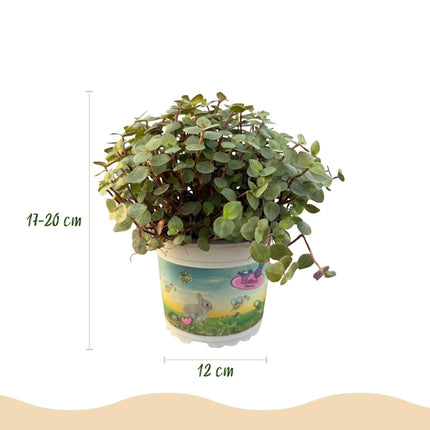Kriechendes Schönpolster Callisia repens – 2 Pflanzen Set – Ø12cm Höhe 17-20cm – Hängende grüne Zimmerpflanze – Haustierfreundlich & pflegeleicht