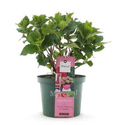 Hortensie Magical Green Fire – Hydrangea macrophylla – Rosa – Grün – Balkonpflanze – Im 23cm Topf – Ca. 55cm hoch – 6-10 Blüten – Pflegeleicht
