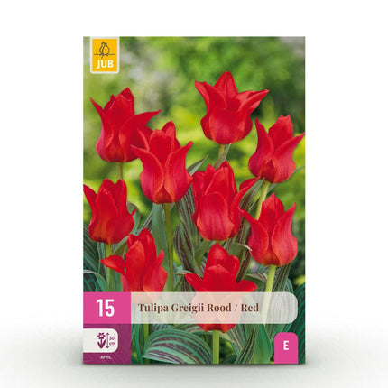 Blumenzwiebeln Tulipa Greigii Red – Rot – 15 Stück – Zwiebelgröße 11/12 – Früh blühende Greigii-Tulpen für Garten, Balkon & Terrasse – Pflegeleicht & winterhart