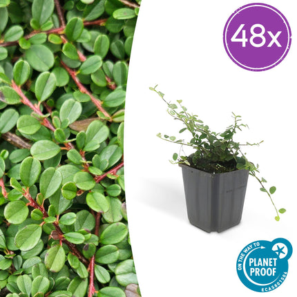 Cotoneaster prostratus 'Streib’s Findling' – 48 Pflanzen – Bodendecker – Ø9cm x ↕10–25cm – Immergrün – Weiße Blüten & rote Beeren – Für Sonne & Schatten – Pflegeleicht