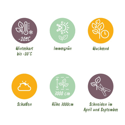 Kletterpflanze Hedera helix – Immergrün – Grüne Blätter – 11 cm x H40 cm – Pflegeleicht – Für Garten, Balkon & Innenräume
