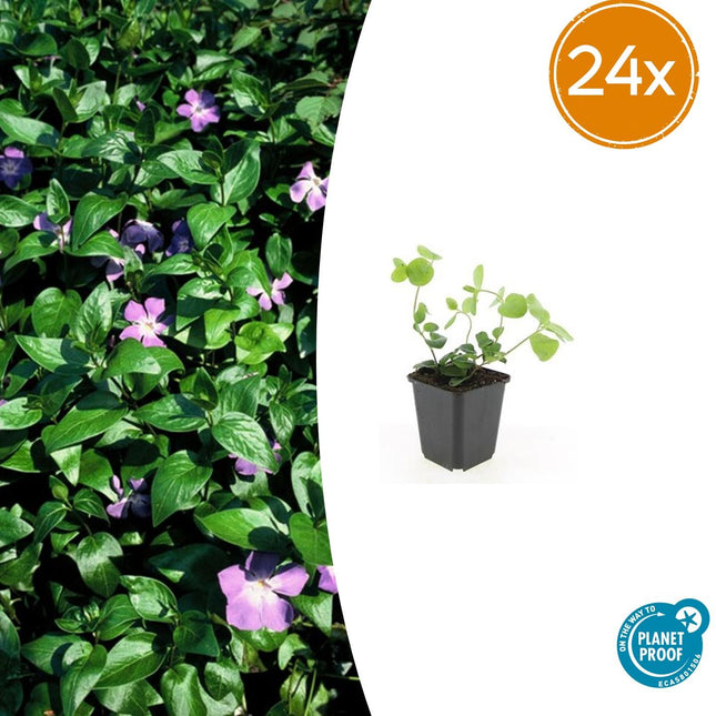 Vinca major – 24 Pflanzen – Großes Immergrün mit violett-blauen Blüten – Winterhart und pflegeleicht – Bodendecker für schattige Beete