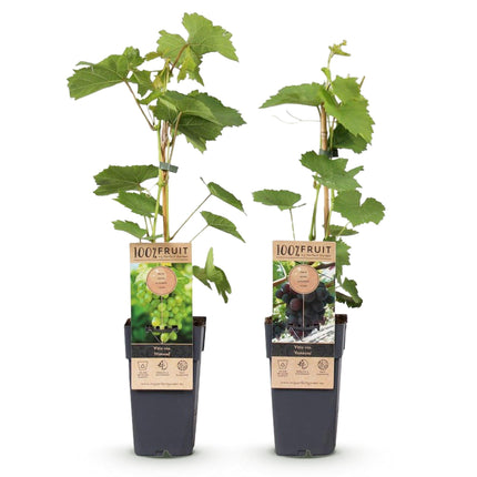 Weinrebe – Vitis vinifera Vanessa & Himrod – Kernlose lila & weiße Trauben – 2 Pflanzen – Obstpflanze – 15cm – Höhe 50cm