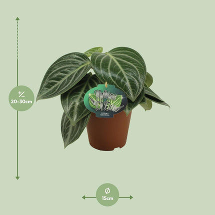 Zwergpfeffer Peperomia Sarcophylla – Zimmerpflanze – Einzigartige Blattmuster – Ø15cm – Höhe 25cm – Pflegeleicht