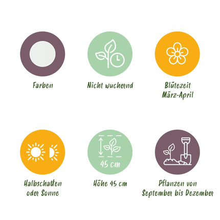 Blumenzwiebeln Narcissus Recurvus – Weiß – 10 Stück – Zwiebelgröße 12/14 – Duftende Dichternarzissen für Garten, Balkon & Terrasse – Frühjahrsblüher