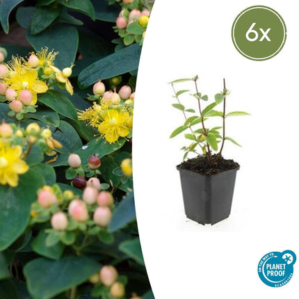 Johanniskraut Hypericum inodorum 'Annebel' – ↕10-25cm – Ø9cm – 6 Pflanzen – Kompakter, sommerblühender Strauch für Beete, Bodendecker & niedrige Hecken – Pflegeleicht & winterhart