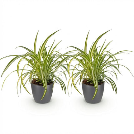 Chlorophytum comosum Variegatum Pflanzen Mit Grauem Topf Ø12cm Höhe ca.20cm Bunte Graslilie Haustierfreundlich Luftreinigend Für Zimmer
