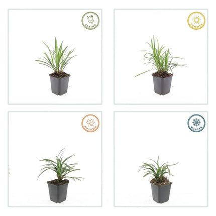 Liriope muscari 'Monroe White' – 48 Pflanzen – Immergrüne Staude – 9cm – ↕10-25cm – Weißblühende Bodendeckerpflanzen – Winterhart & pflegeleicht
