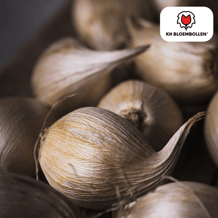 Iris Alaska – 25 Blumenzwiebeln – Weiß blühende Garten-Iris – Für Beete, Rabatten und Schnittblumen