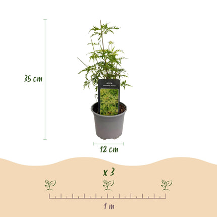 Ahornbaum Acer palmatum Seiryu – 3 Pflanzen – 12cm – Höhe ca. 35cm – Pflegeleichter japanischer Ahorn mit tiefgrünem, fein geschnittenem Laub