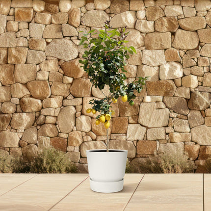 Zitronenbaum – Citrus limon – ca. 150cm hoch – Ø24cm – duftende Blüten & essbare Zitronen – immergrüne Zimmer – & Terrassenpflanze