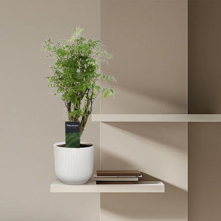 Polyscias Hawaiiana Ming 45cm – Ø12cm – Zimmerpflanze mit dichtem, tiefgrünem Blattwerk – Pflegeleicht & ideal für Wohnzimmer, Büro & Innenräume