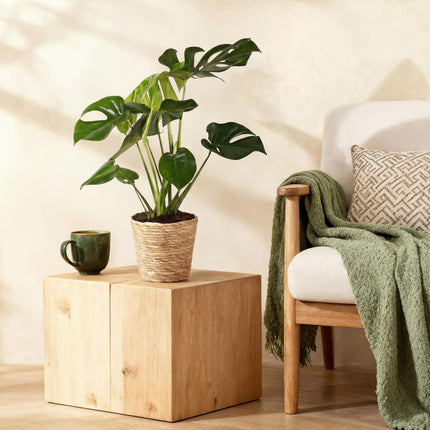 Monstera Deliciosa inkl. Naturkorb – Zimmerpflanze 50-55cm – 17cm – Lochpflanze Grün – Pflegeleichte Tropenpflanze für Wohnzimmer Büro & Deko