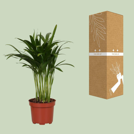 Areca Catechu – Tropische Goldpalme für Innenräume – 35cm Ø12cm – Pflegeleichte Zimmerpflanze mit eleganten Wedeln