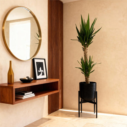 Yucca Elephantipes – 120cm – 19cm – Pflegeleichte Zimmerpflanze mit schmalen Blättern – Robuste Palmlilie für helle & halbschattige Innenräume