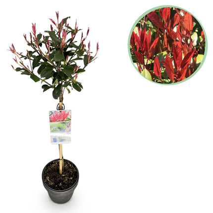Glanzmispel Photinia fraseri Carré Rouge – 19cm Höhe ca.90cm – Immergrün & winterhart – Grün – rotes Laub – Ziergehölz