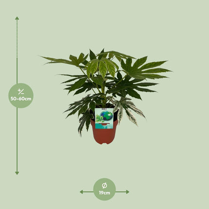 Weiß-Bunte Zimmeraralie Fatsia Japonica Variegata Spiderweb – Zimmerpflanze – Ø19cm – ↕60cm – Immergrüne Zierpflanze mit panaschiertem Laub – Pflegeleicht & halbschattentauglich