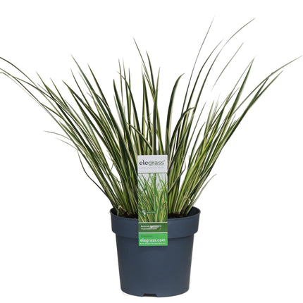Acorus gramineus 'Argenteostriatus' – Immergrünes Ziergras mit gelbgrünen Streifen – Ø14cm – 30cm hoch – Ideal für feuchte Standorte & Uferbereiche