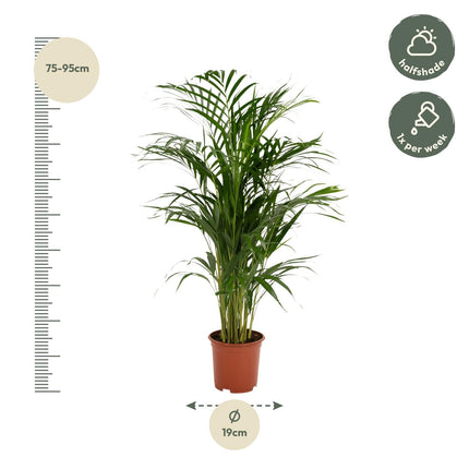 Areca – Palme – Dypsis lutescens – Ø17cm x ↕70cm – Goldpalme als tropische Zimmerpflanze – Luftreinigend, pflegeleicht & dekorativ