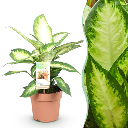 Dieffenbachia Camilla – 17cm – Höhe 45-50cm – Pflegeleichte bunt gemusterte Zimmerpflanze für Wohnzimmer, Büro und schattige Innenräume