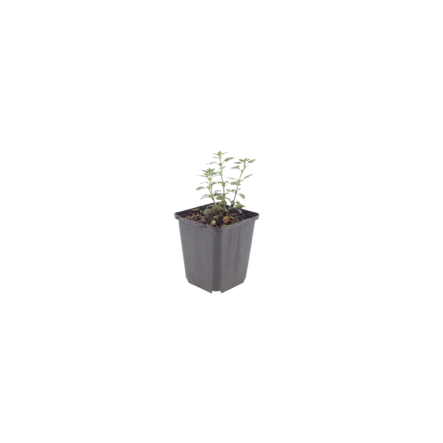 Teucrium lucidrys – 12 Pflanzen – Ø9cm – Höhe 10-25cm – Immergrüner Halbstrauch – Schnittverträglich – Für Hecke, Steingarten & Gartengestaltung