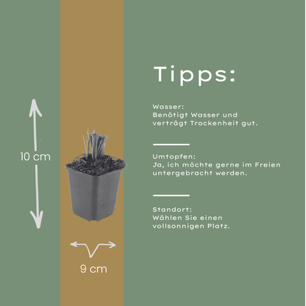Liatris spicata – 6 Pflanzen – Ø9cm – Höhe 10-25cm – Winterharte Staude – Violettrosa Blütenähren – Bienen