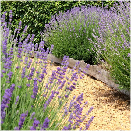 Lavendel angustifolia ‘Felice’ – Echter Lavendel – 6 Pflanzen 12cm – Winterharte Lavendelpflanze für Garten, Beet & Topf – Bienenfreundlich & duftend