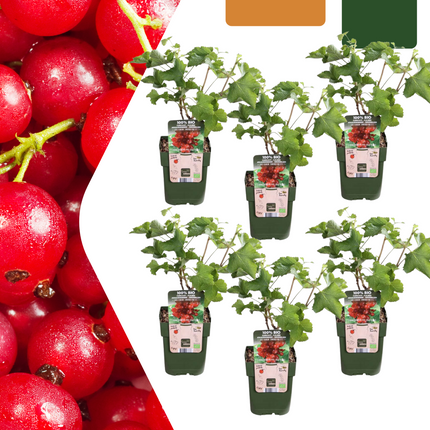 Bio Stachelbeere Ribes rubrum – Biologische Johannisbeersträucher – Ø13cm – ↨20cm – 6 Pflanzen – Frostbeständig & Vieltragend – Für Balkon, Garten & Terrasse