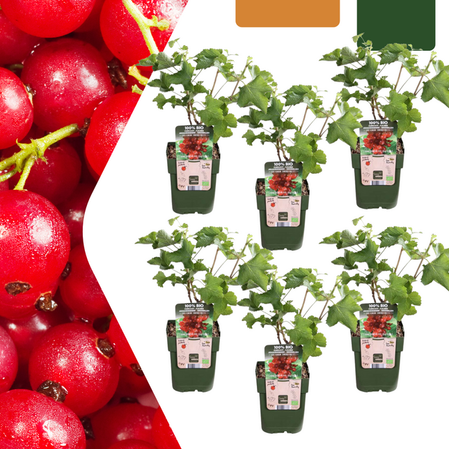 Bio Stachelbeere Ribes rubrum – Biologische Johannisbeersträucher – Ø13cm – ↨20cm – 6 Pflanzen – Frostbeständig & Vieltragend – Für Balkon, Garten & Terrasse