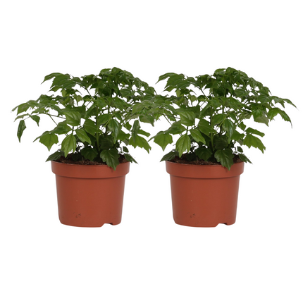 Zimmeresche – Rademachera Sinica – 2 Pflanzen – ca. 27 cm hoch – Ø12 cm – pflegeleichte Zimmerpflanze mit glänzendem Laub – luftreinigend & dekorativ