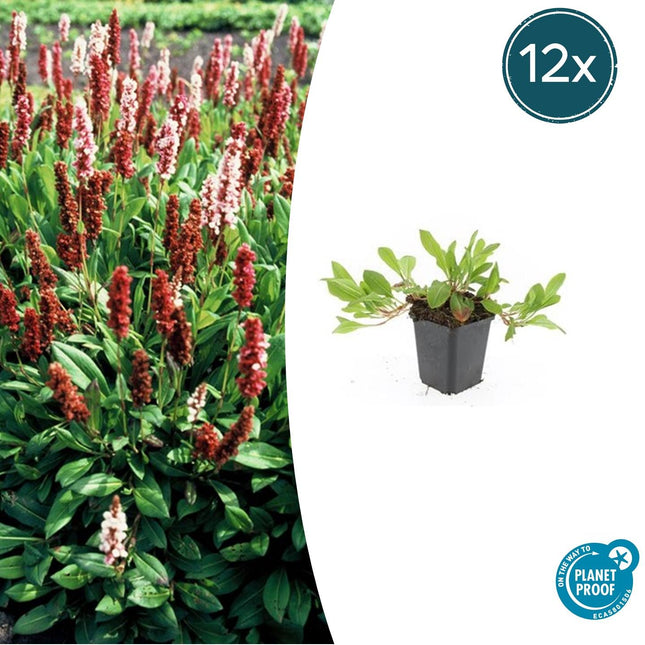 Schneckenknöterich Persicaria aff. 'Darjeeling Red' – ↕10-25cm – Ø9cm – 12 Pflanzen – Leuchtend Rotes Laub – Pflegeleicht & Winterhart