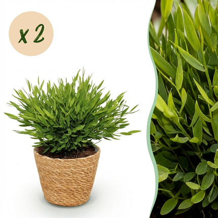 Bambus Pogonatherum Monica Zimmerpflanze 2er Set inkl. Naturkorb
