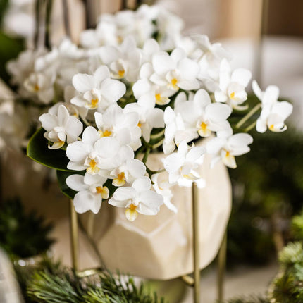 Weiße Phalaenopsis Orchidee Nazaré – Ø9cm – Elegante Zimmerpflanze – Pflegeleicht & Blühfreudig – Ideal für Küche, Wohnzimmer & Büro